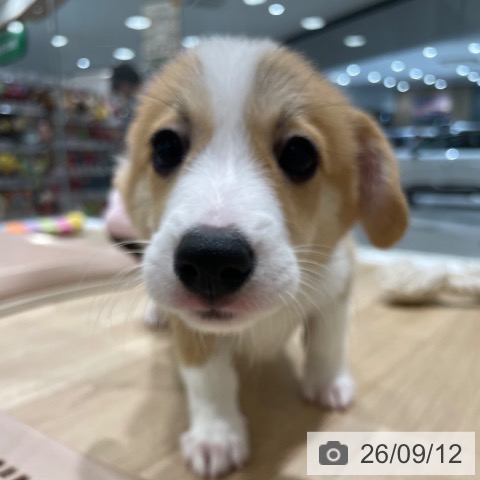 長野県のウェルシュコーギーペンブローク (ペットプラス 須坂店/2026年7月9日生まれ/男の子/レッドホワイト)の子犬の4枚目の画像
