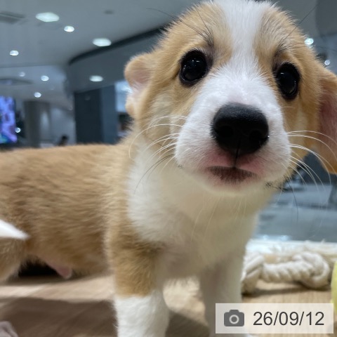 長野県のウェルシュコーギーペンブローク (ペットプラス 須坂店/2026年7月9日生まれ/男の子/レッドホワイト)の子犬の3枚目の画像