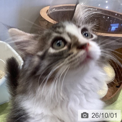 千葉県のノルウェージャンフォレストキャット (ペットプラス 幕張新都心店/2026年7月9日生まれ/男の子/ブラウンマッカレルタビーホワイト)の子猫の3枚目の画像