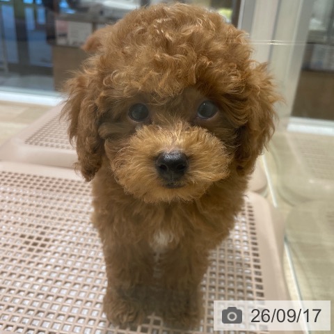 長野県のトイプードル(トイ) (ペットプラス 須坂店/2026年7月14日生まれ/男の子/レッド)の子犬の4枚目の画像