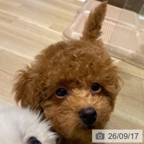 長野県のトイプードル(トイ) (ペットプラス 須坂店/2026年7月14日生まれ/男の子/レッド)の子犬の3枚目の画像