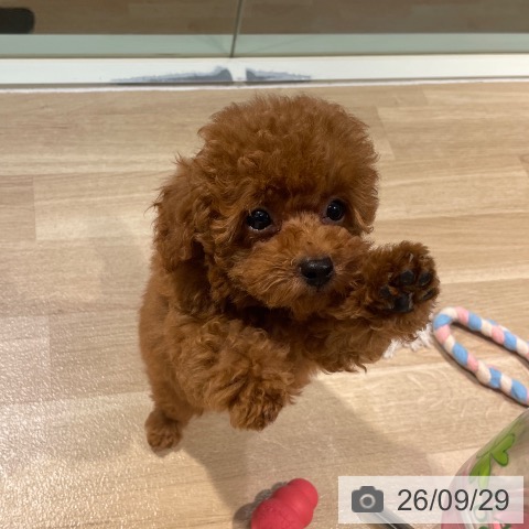 東京都のトイプードル(トイ) (ペットプラス 東久留米店/2026年7月14日生まれ/男の子/レッド)の子犬の4枚目の画像