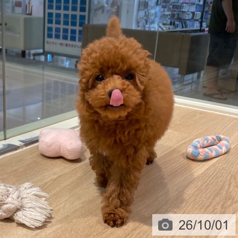 東京都のトイプードル(トイ) (ペットプラス 東久留米店/2026年7月14日生まれ/男の子/レッド)の子犬の4枚目の画像