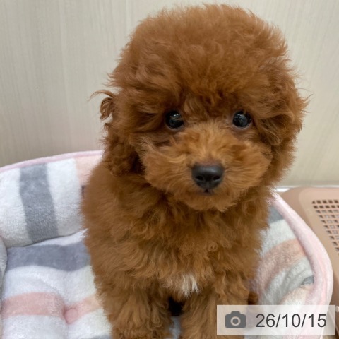 東京都のトイプードル(トイ) (ペットプラス 東久留米店/2026年7月14日生まれ/男の子/レッド)の子犬の3枚目の画像