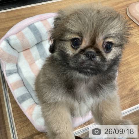埼玉県のペキニーズ (ペッツワン 新座店/2026年7月16日生まれ/男の子/フォーンホワイト)の子犬の4枚目の画像