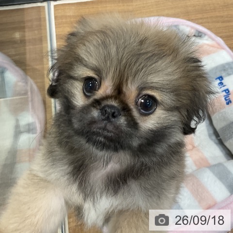 埼玉県のペキニーズ (ペッツワン 新座店/2026年7月16日生まれ/男の子/フォーンホワイト)の子犬の3枚目の画像