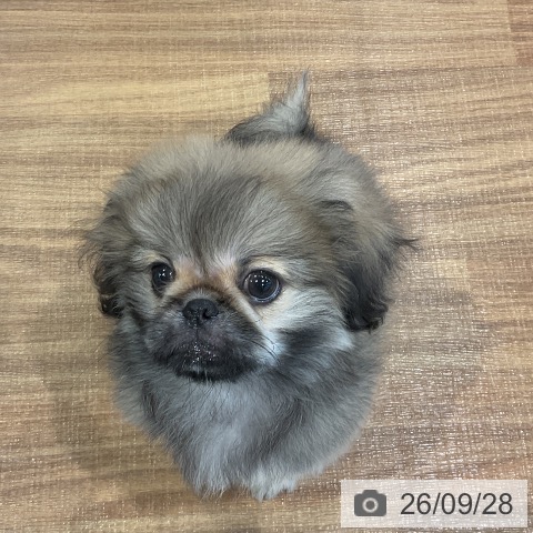 埼玉県のペキニーズ (ペッツワン 新座店/2026年7月16日生まれ/男の子/フォーンホワイト)の子犬の3枚目の画像