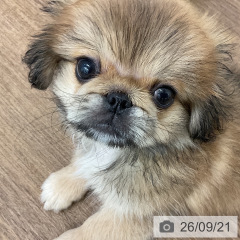 千葉県のペキニーズ (ペッツワン 千葉ニュータウン店/2026年7月16日生まれ/男の子/レッドホワイト)の子犬の4枚目の画像
