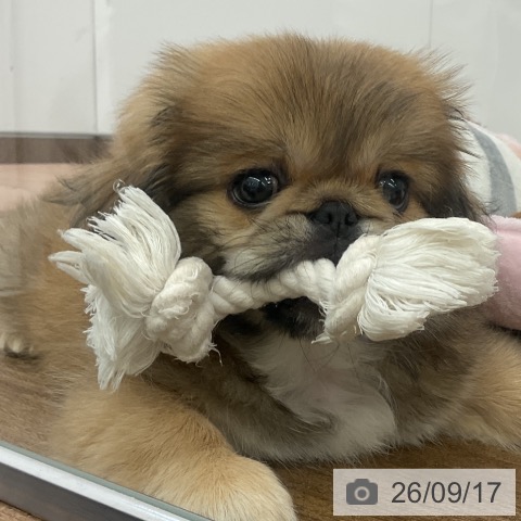 ペキニーズの写真