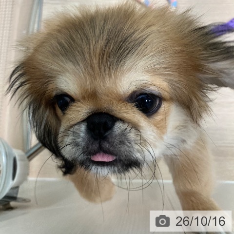 千葉県のペキニーズ (ペットプラス 柏店/2026年7月16日生まれ/男の子/レッドホワイト)の子犬の4枚目の画像