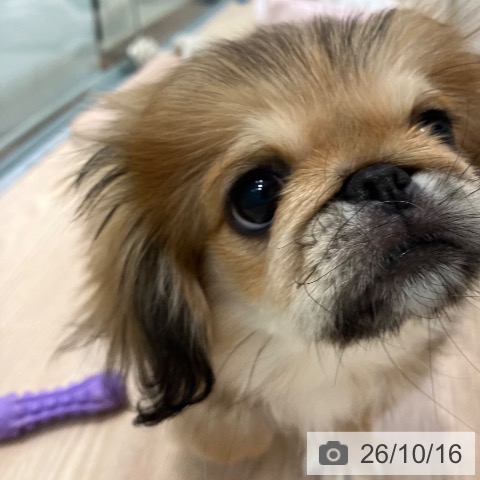 千葉県のペキニーズ (ペットプラス 柏店/2026年7月16日生まれ/男の子/レッドホワイト)の子犬の3枚目の画像