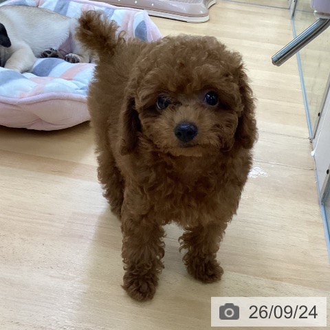 埼玉県のトイプードル(トイ) (ペットプラス 羽生店/2026年7月16日生まれ/男の子/レッド)の子犬の4枚目の画像