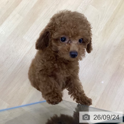 埼玉県のトイプードル(トイ) (ペットプラス 羽生店/2026年7月16日生まれ/男の子/レッド)の子犬の3枚目の画像