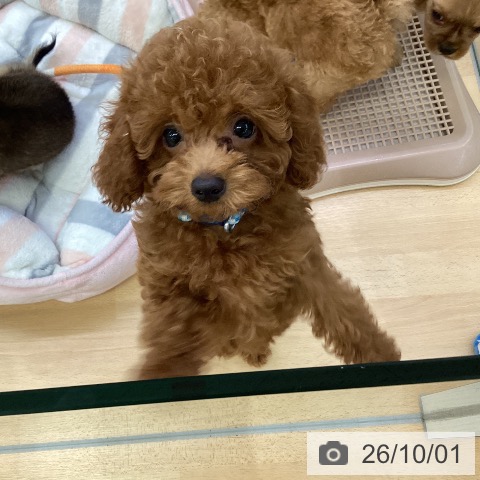 埼玉県のトイプードル(トイ) (ペットプラス 羽生店/2026年7月16日生まれ/男の子/レッド)の子犬の3枚目の画像