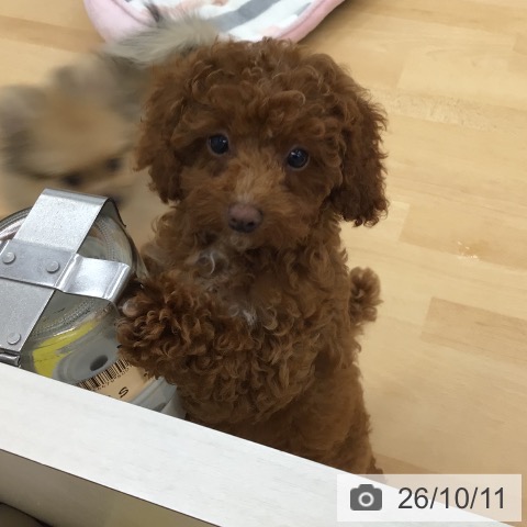 青森県のトイプードル(トイ) (ペットプラス 青森浜田店/2026年7月16日生まれ/女の子/レッド)の子犬の4枚目の画像