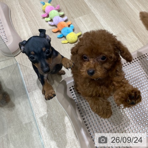長野県のトイプードル(トイ) (ペットプラス 須坂店/2026年7月16日生まれ/女の子/レッド)の子犬の4枚目の画像