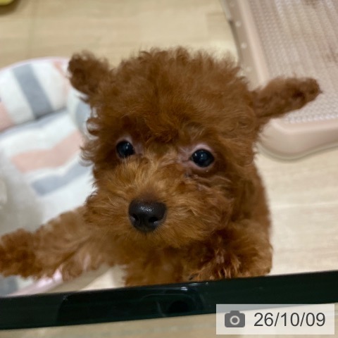 長野県のトイプードル(トイ) (ペットプラス 須坂店/2026年7月16日生まれ/女の子/レッド)の子犬の4枚目の画像