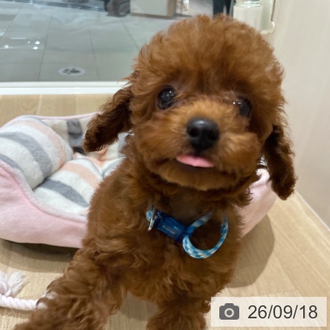 長野県のトイプードル(トイ) (ペットプラス 須坂店/2026年7月16日生まれ/女の子/レッド)の子犬の3枚目の画像
