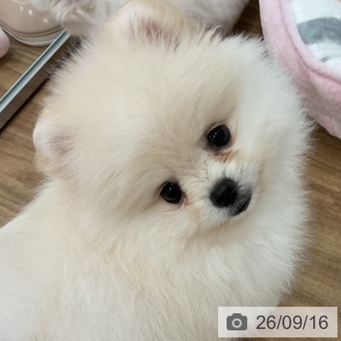 ポメラニアンの写真