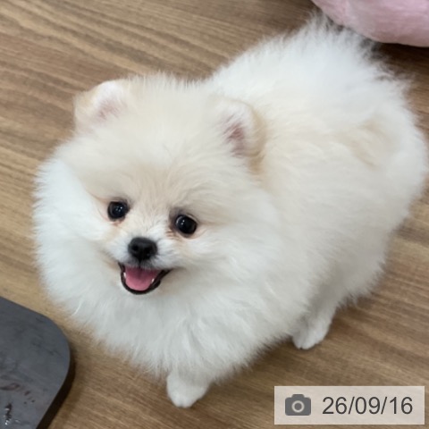 ポメラニアンの写真