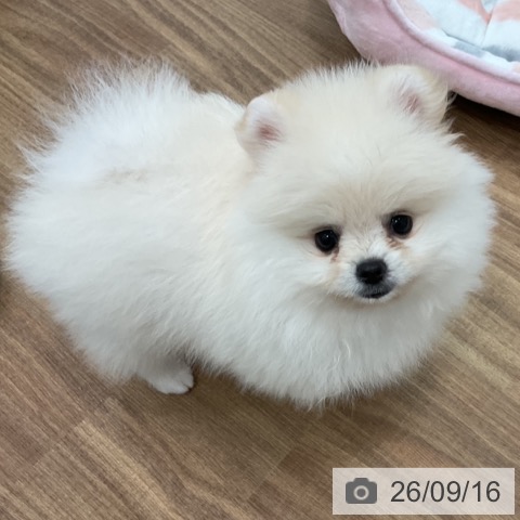 ポメラニアンの写真
