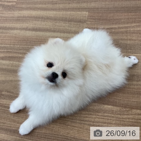 ポメラニアンの写真