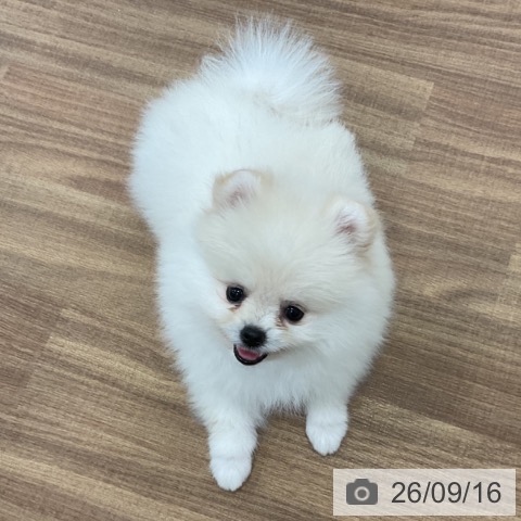 ポメラニアンの写真