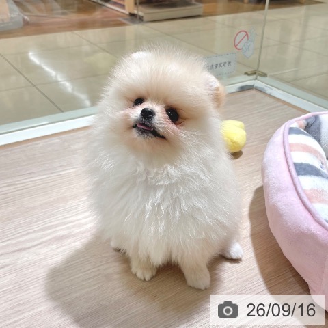 ポメラニアンの写真