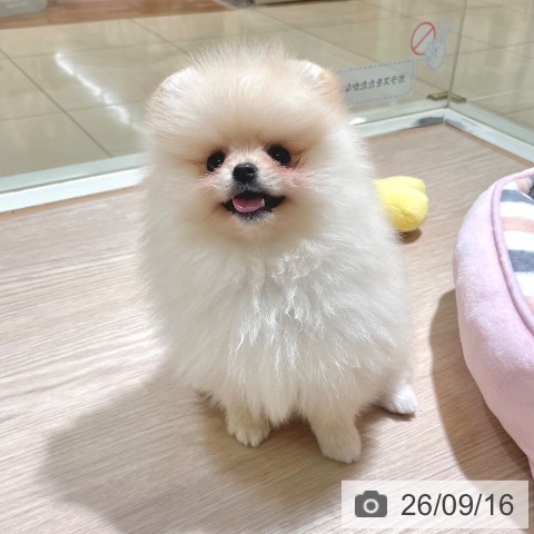 ポメラニアンの写真