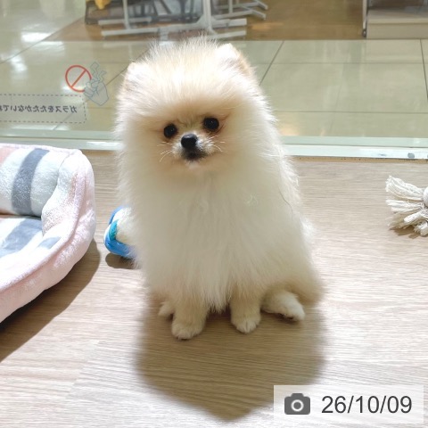 東京都のポメラニアン (ペットプラス 板橋店/2026年7月15日生まれ/男の子/クリーム)の子犬の4枚目の画像