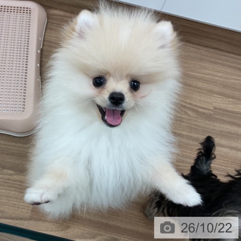 茨城県のポメラニアン (ペッツワン 古河店/2026年7月15日生まれ/男の子/クリーム)の子犬の4枚目の画像