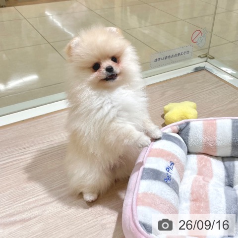 ポメラニアンの写真