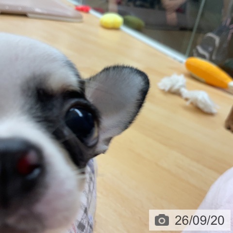 チワワの写真