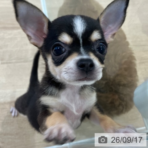 チワワの写真