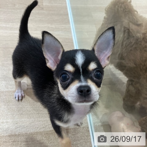 チワワの写真