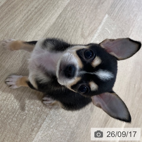 チワワの写真