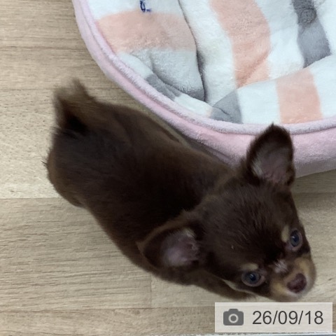 千葉県のチワワ(ロング) (ペットプラス 船橋店/2026年7月16日生まれ/男の子/チョコレートタンホワイト)の子犬の4枚目の画像