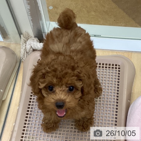 埼玉県のトイプードル(トイ) (ペットプラス 羽生店/2026年7月17日生まれ/女の子/レッド)の子犬の4枚目の画像