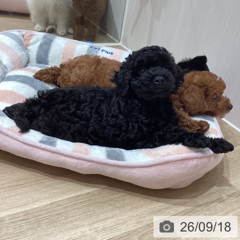 埼玉県のトイプードル(トイ) (ペットプラス ピオニウォーク東松山店/2026年7月17日生まれ/男の子/ブラック)の子犬の4枚目の画像