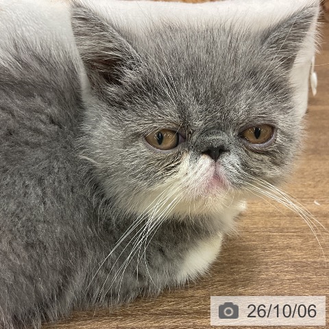 千葉県のエキゾチック (ペッツワン 千葉ニュータウン店/2026年7月17日生まれ/男の子/ブルーホワイト)の子猫の4枚目の画像