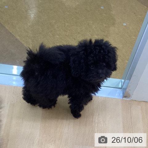 埼玉県のトイプードル(トイ) (ペットプラス 羽生店/2026年7月18日生まれ/男の子/ブラック)の子犬の3枚目の画像