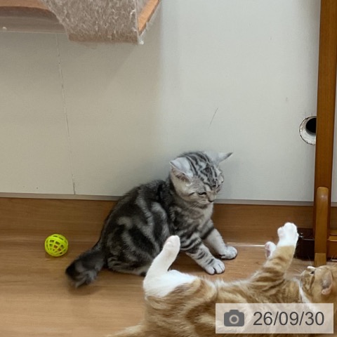 埼玉県のアメリカンショートヘアー (ペッツワン 浦和美園店/2026年7月18日生まれ/男の子/シルバータビー)の子猫の4枚目の画像
