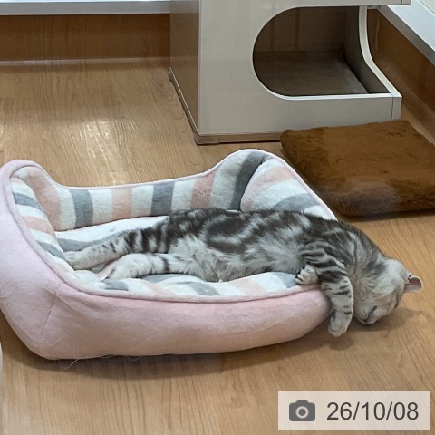 埼玉県のアメリカンショートヘアー (ペッツワン 浦和美園店/2026年7月18日生まれ/男の子/シルバータビー)の子猫の4枚目の画像