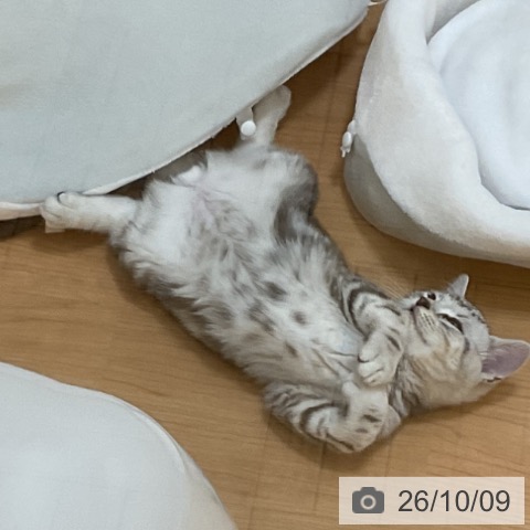 埼玉県のアメリカンショートヘアー (ペッツワン 浦和美園店/2026年7月18日生まれ/男の子/シルバータビー)の子猫の3枚目の画像