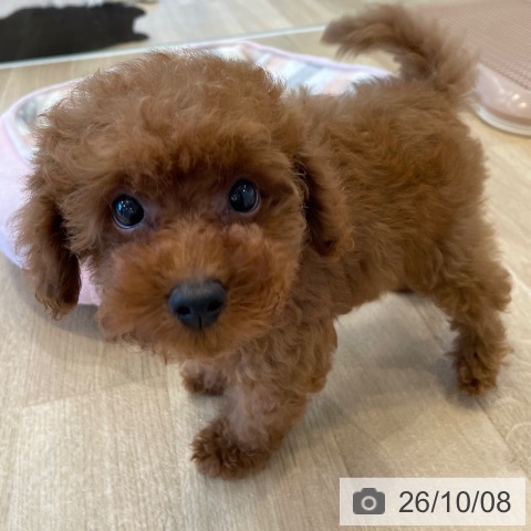 神奈川県のトイプードル(トイ) (ペットプラス テラスモール湘南店/2026年7月17日生まれ/男の子/レッドフォーン)の子犬の3枚目の画像
