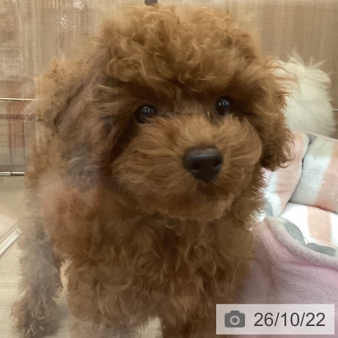 神奈川県のトイプードル(トイ) (ペッツワン 横須賀久里浜店/2026年7月17日生まれ/男の子/レッドフォーン)の子犬の3枚目の画像
