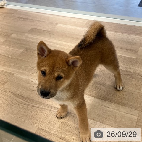 千葉県の柴犬(標準サイズ) (ペットプラス コトエ流山おおたかの森店/2026年7月17日生まれ/男の子/赤)の子犬の3枚目の画像