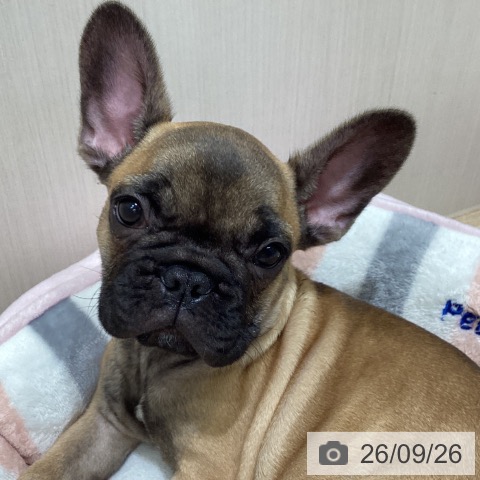 宮城県のフレンチブルドッグ (ペットプラス 名取店/2026年7月18日生まれ/男の子/フォーン)の子犬の3枚目の画像