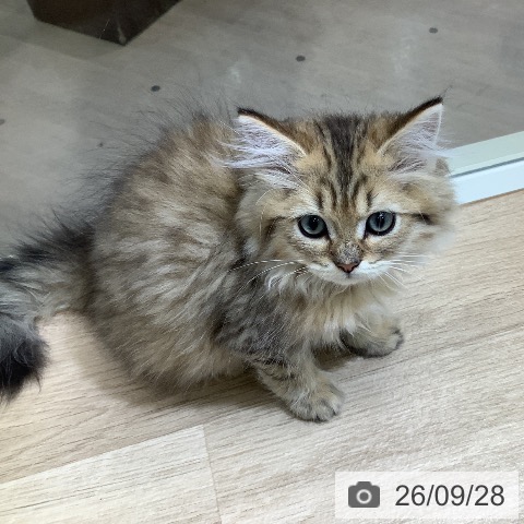 東京都のペルシャ (ペットプラス 日の出店/2026年6月30日生まれ/男の子/チンチラゴールデン)の子猫の4枚目の画像