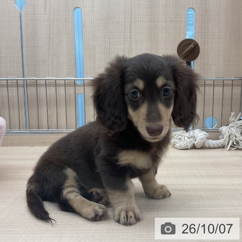 埼玉県のカニンヘンダックスフンド(ロング) (ペッツワン 浦和美園店/2026年7月22日生まれ/男の子/チョコレートタン)の子犬の3枚目の画像
